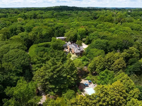 a view of a lush green forest