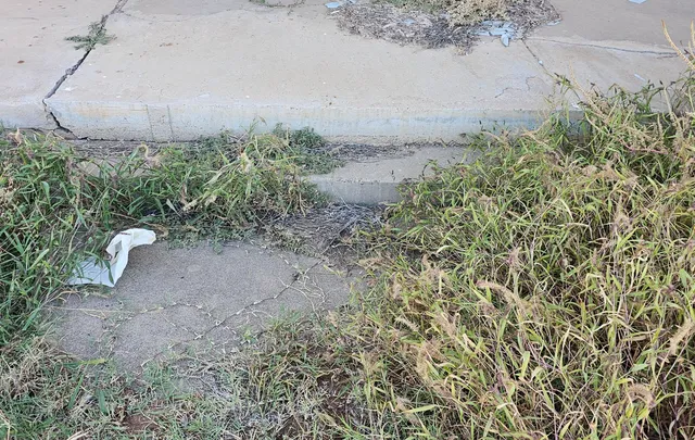 a view of a dry yard with large trees