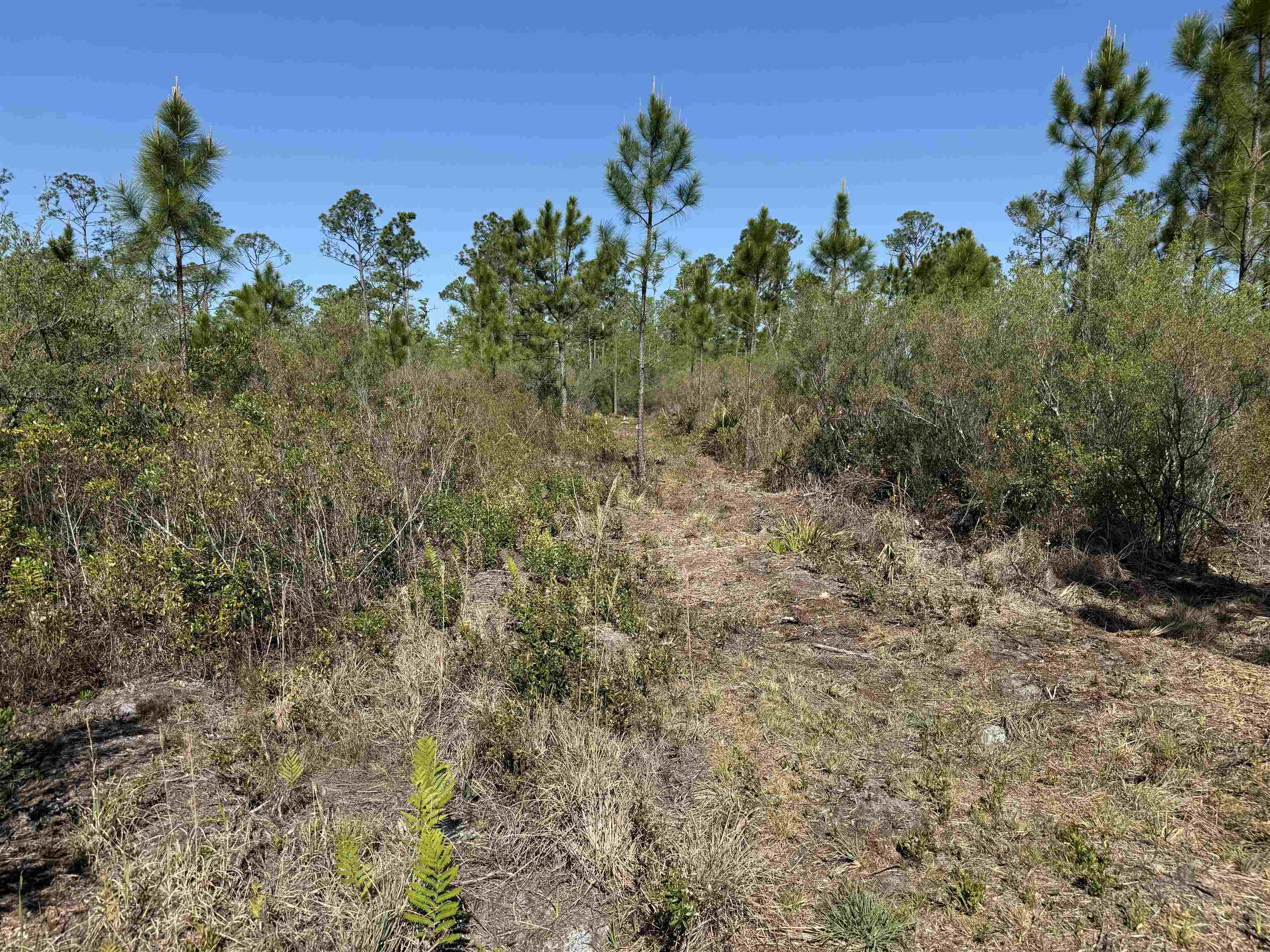 0 Madison Main Line Road Perry, FL 32347 - Photo 37 of 50