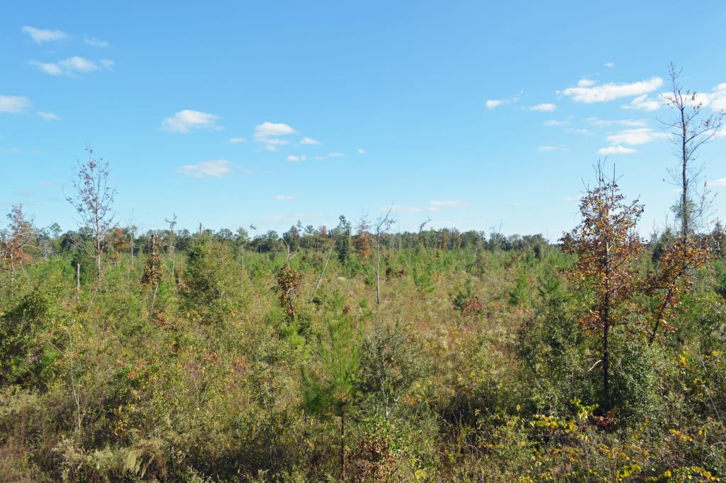 0 Greenhouse Road Gordon, AL 36343 - Photo 19 of 38