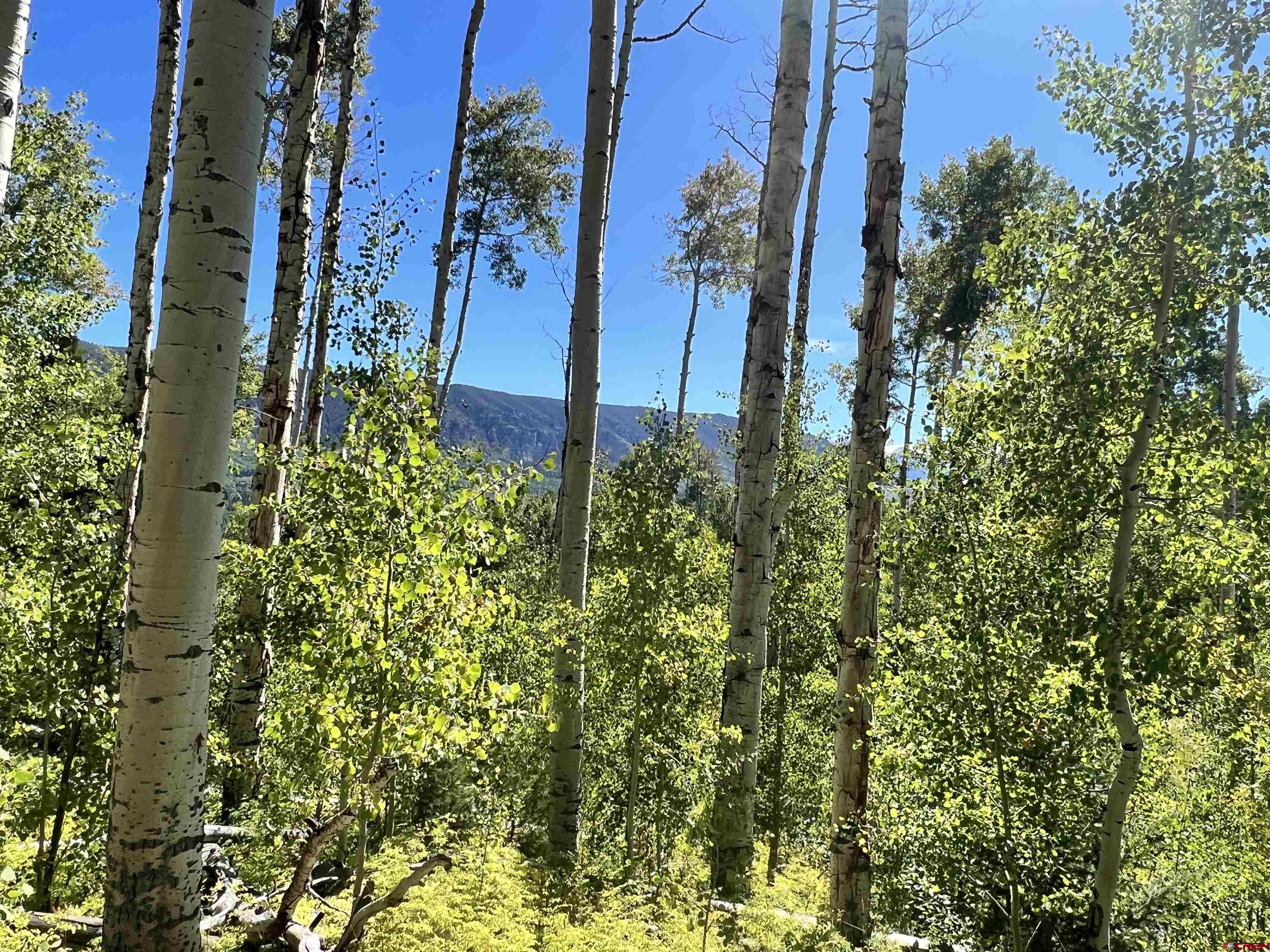 1073 Hampton Road Montrose, CO 81403 - Photo 2 of 26 a view of a flower in a garden