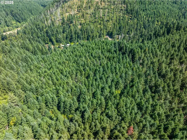 a view of a lush green forest