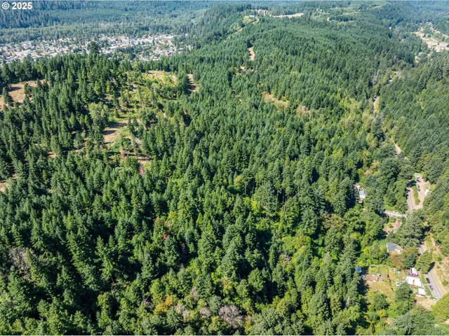 a view of a lush green forest with lots of trees