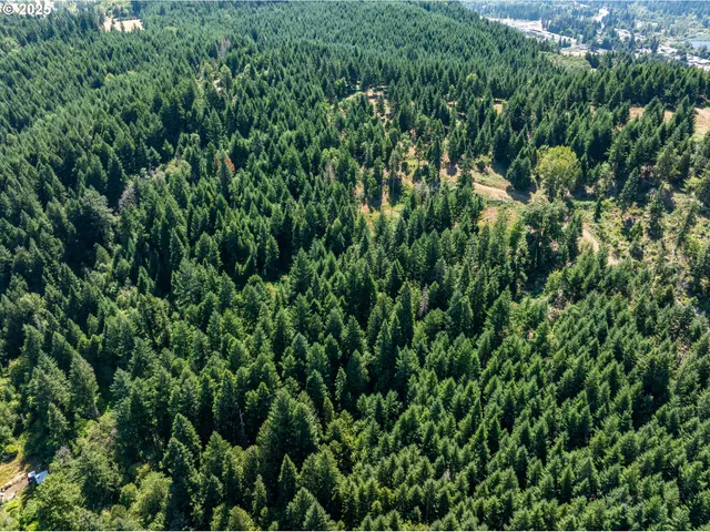a view of a lush green forest
