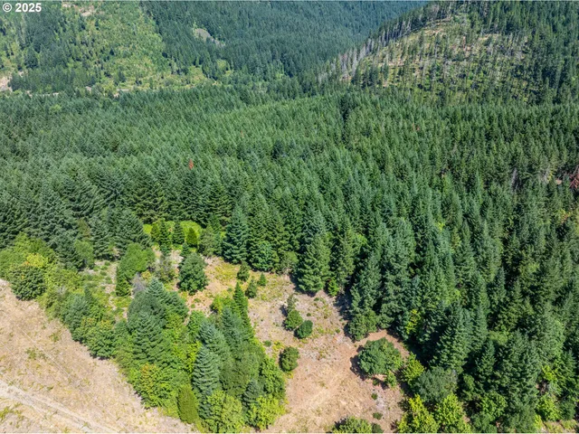 a view of a garden with plants