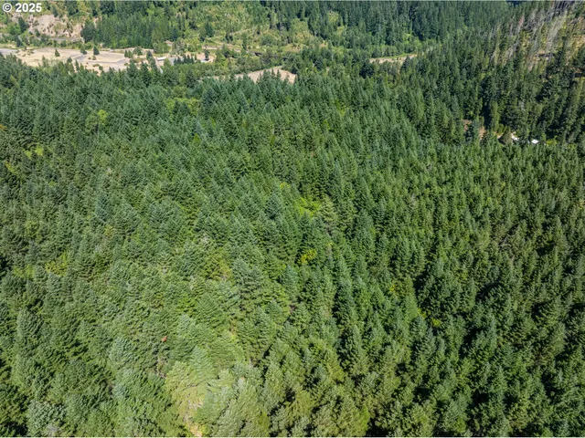 a view of a lush green forest