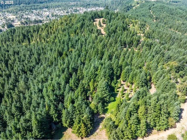 a view of a lush green forest with lots of trees