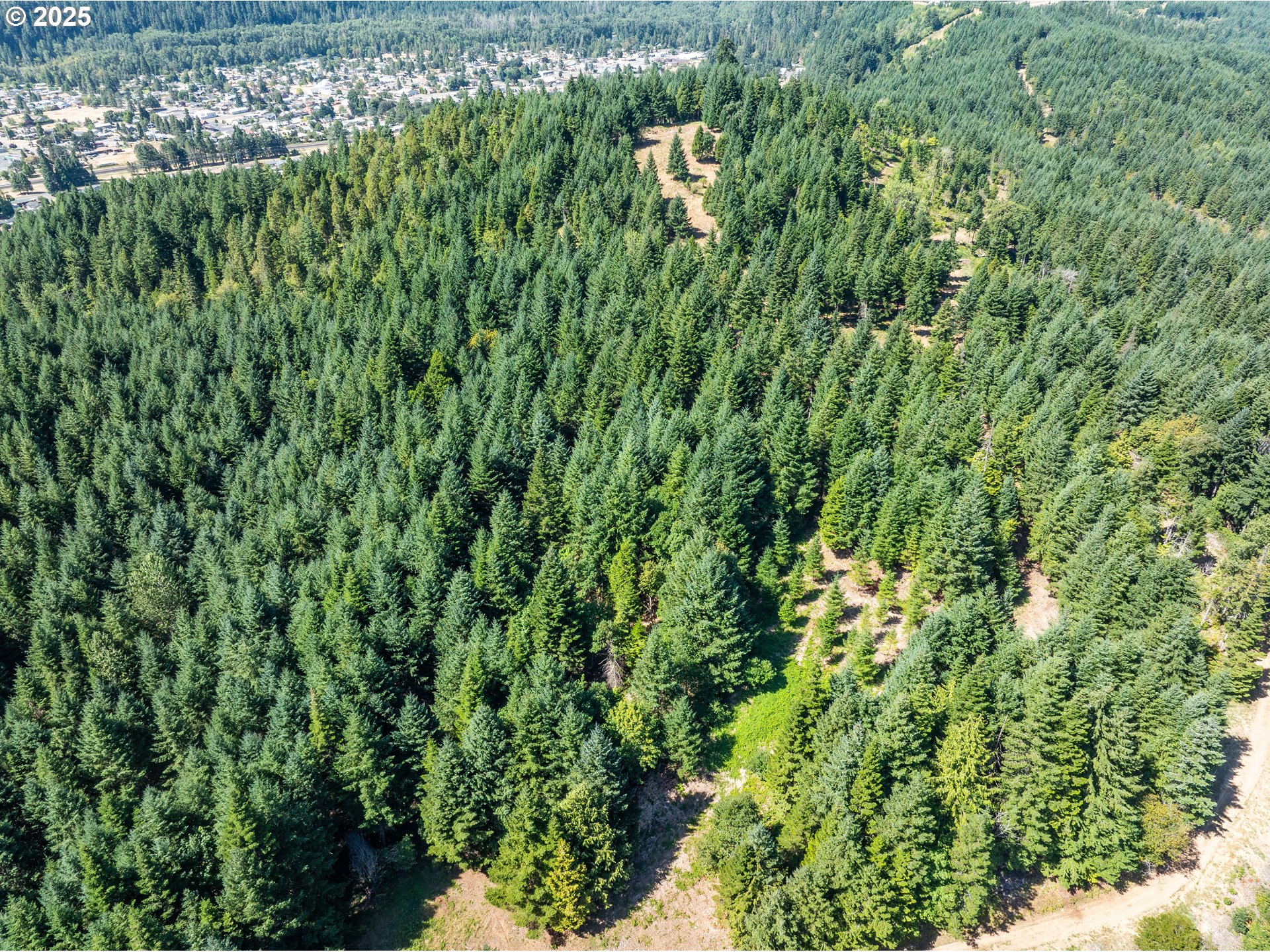0 West 2nd Street Oakridge, OR 97463 - Photo 8 of 25 a view of a lush green forest with lots of trees