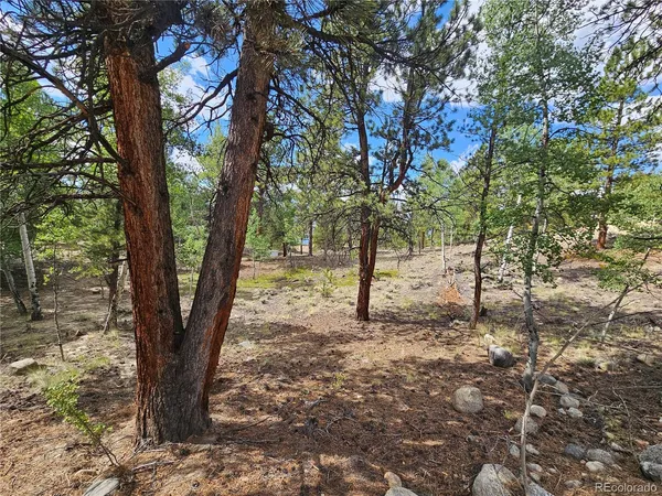 a view of a trees in a yard