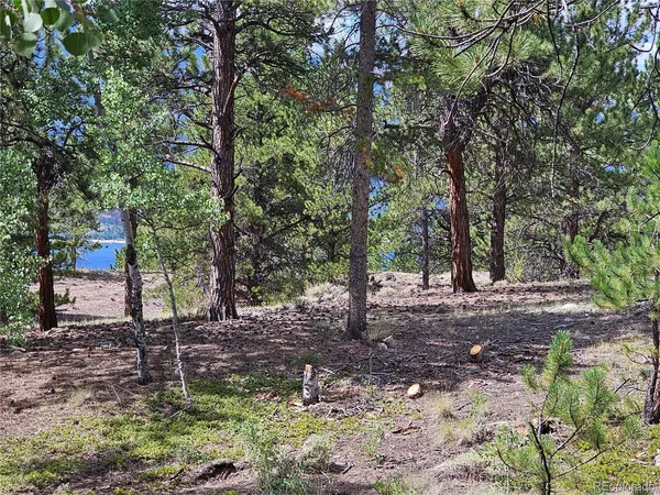 a view of a backyard with trees