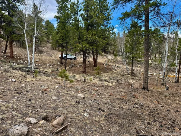 a view of a forest with trees
