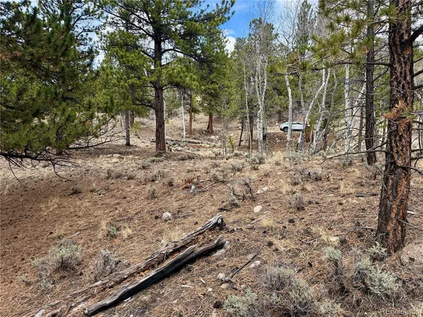 a view of a forest with chairs