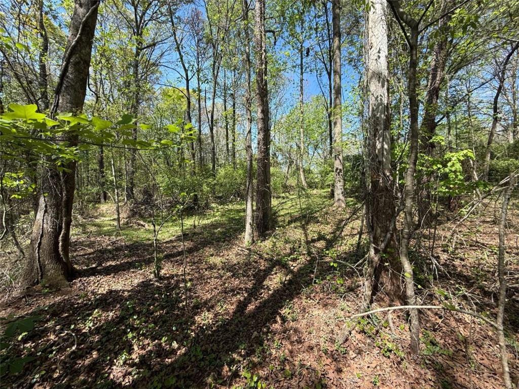 0 Panhandler Circle Maysville, GA 30558 - Photo 3 of 8 a view of a yard with plants and trees