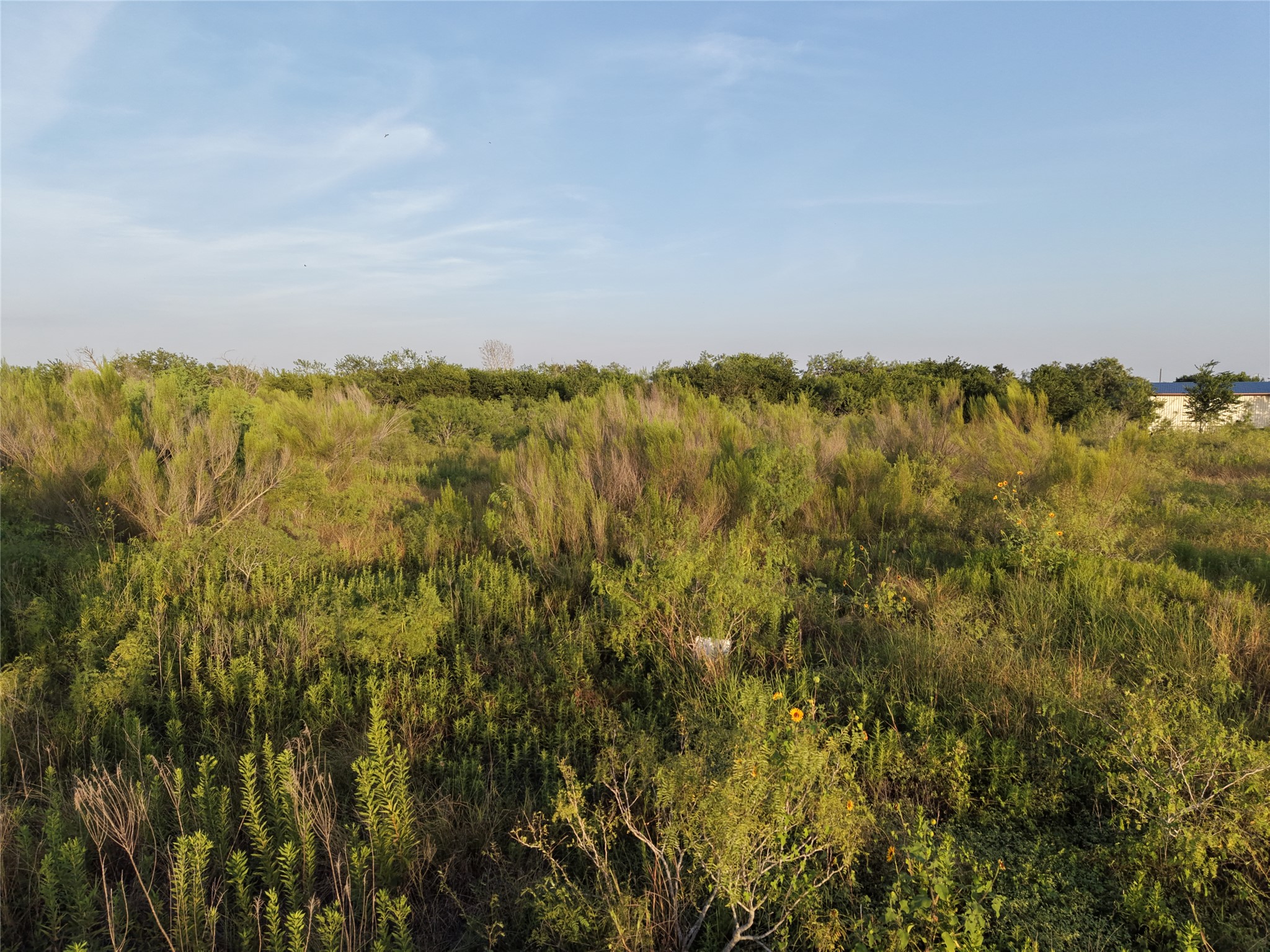232 East Ridge Lane Kyle, TX 78640 - Photo 11 of 36 A vast, undeveloped lot awaits your vision, bordered by natural foliage.
