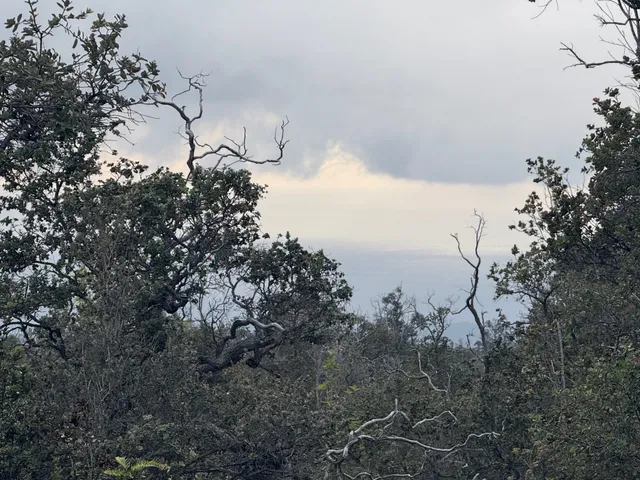 a view of a tree with a yard