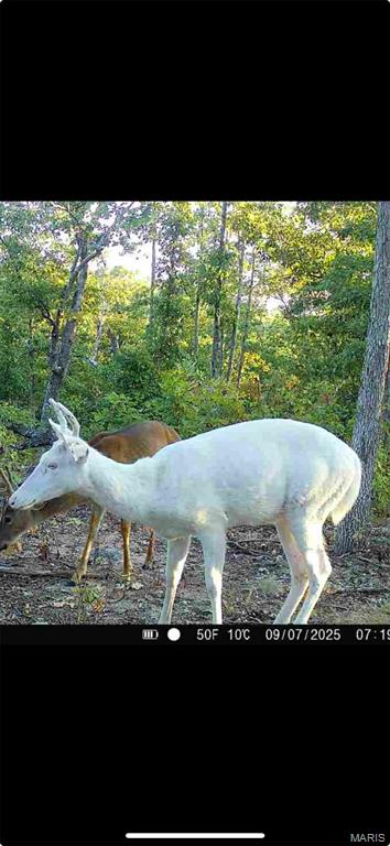 0 Kitchen Road Leasburg, MO 65535 - Photo 17 of 23