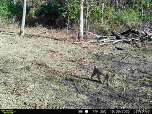 0 Kitchen Road Leasburg, MO 65535 - Photo 19 of 23