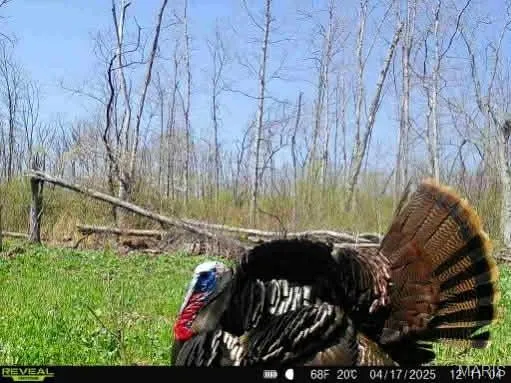 $337,500 | 0 Kitchen Road, Leasburg, MO 65535