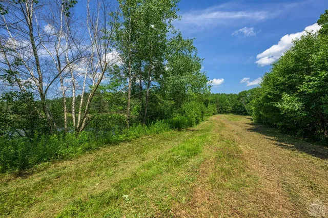 a view of a yard with plants and large trees