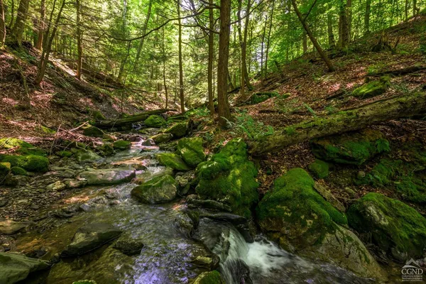 a view of a forest