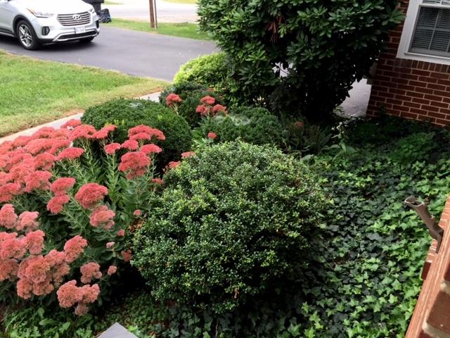 5222 Grandin Rd Extension Roanoke, VA 24018 - Photo 27 of 35 Nice landscaping