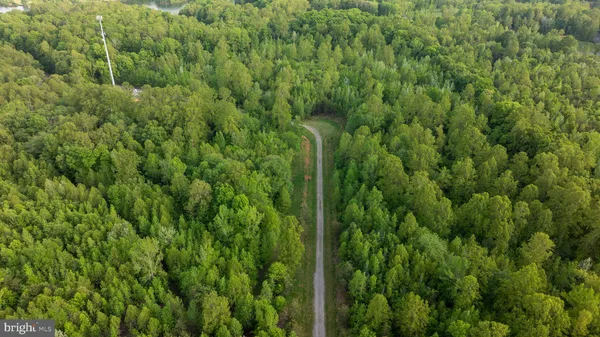 a view of a lush green forest