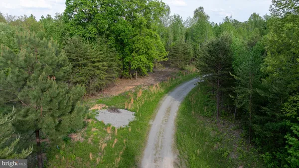 a lush green forest with lots of trees