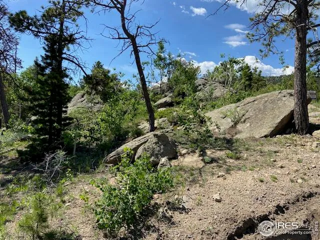 a view of a yard with plants