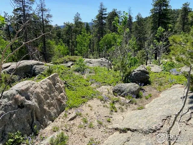a view of a garden with a pathway