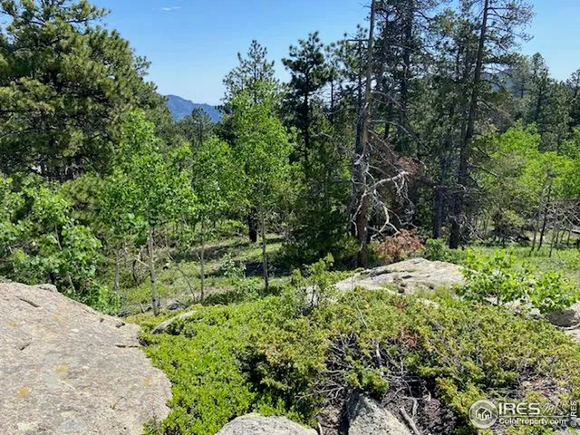 a view of a forest with a tree