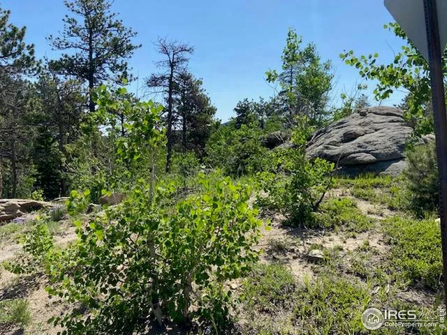 a view of a garden with a tree