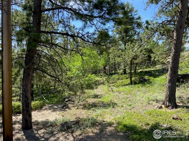 a view of a yard with plants and large trees