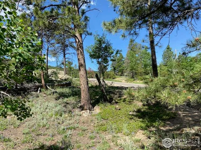 a view of a yard with plants and large trees