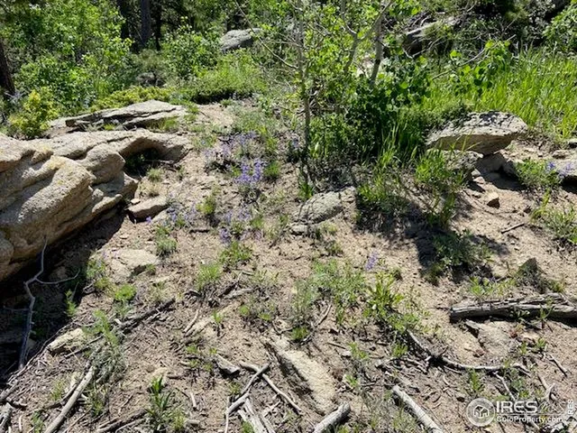 a view of a forest with trees