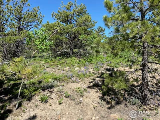 a view of a forest with a tree