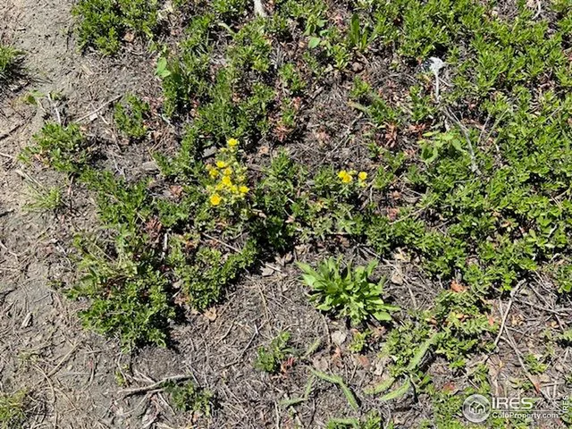 a view of a plant with a tree