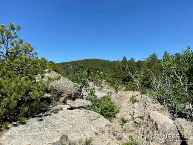 a view of a field with plants and trees