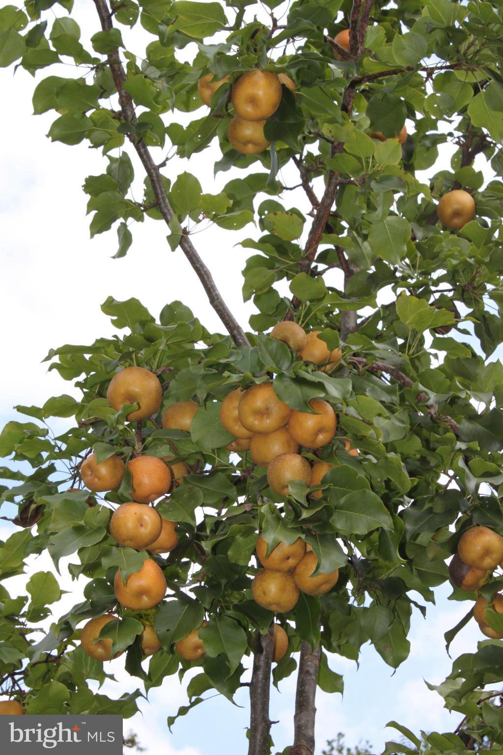 201 Hunters Road Washington, VA 22747 - Photo 26 of 30 Small orchard with apple and pear trees