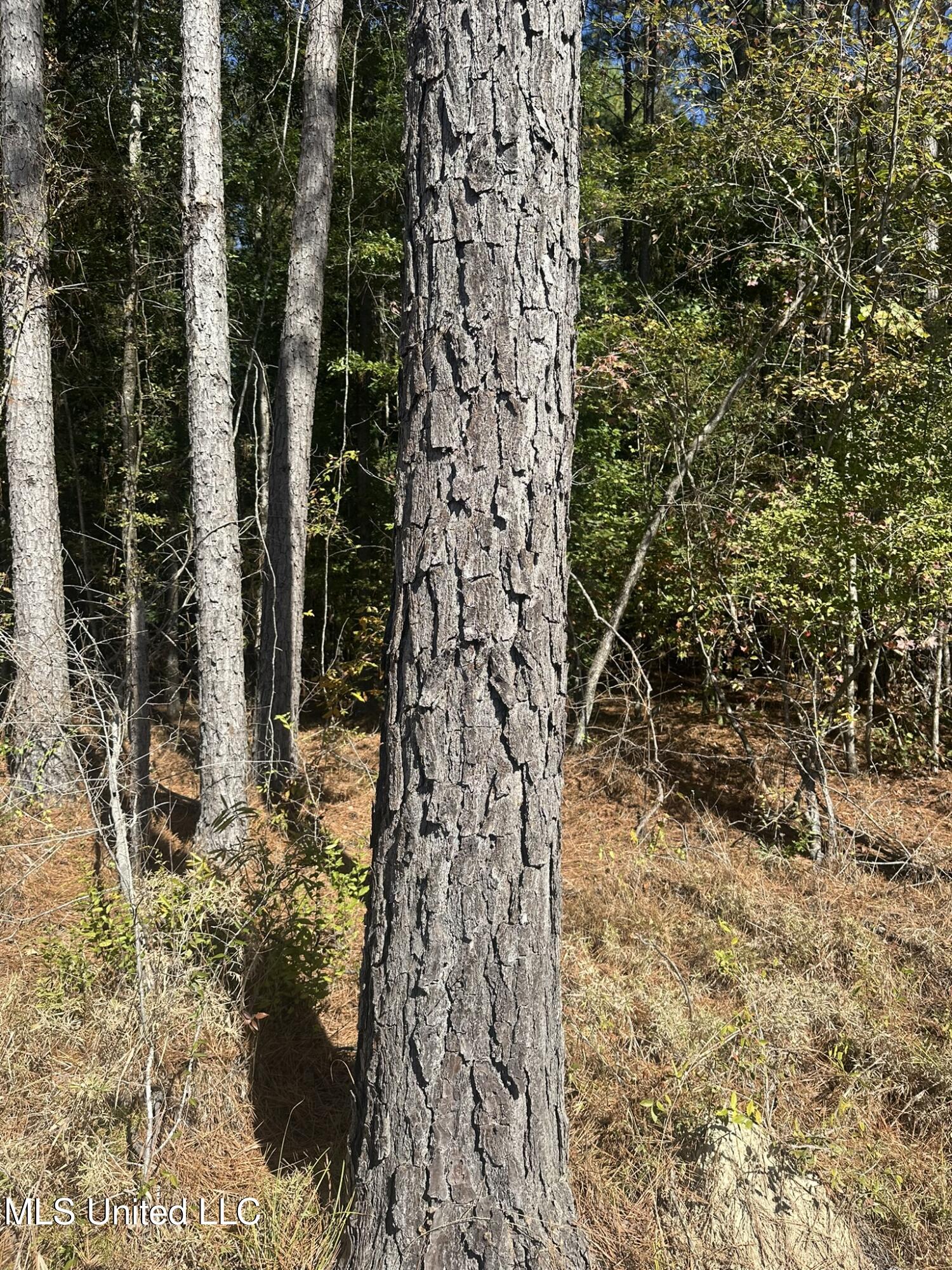 1327 County Road Philadelphia, MS 39350 - Photo 18 of 37 IMG_3847