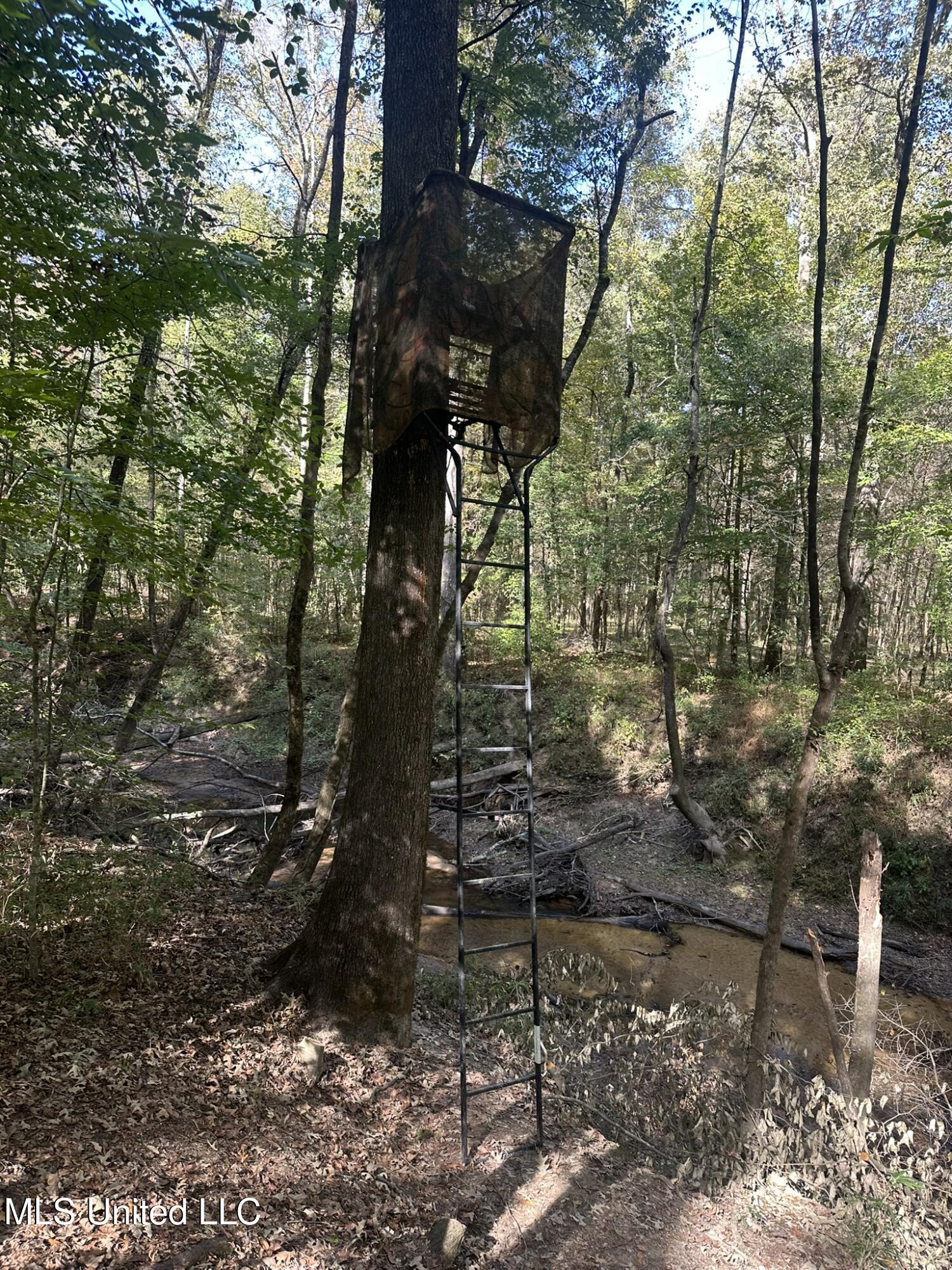 1327 County Road Philadelphia, MS 39350 - Photo 8 of 31 IMG_3861