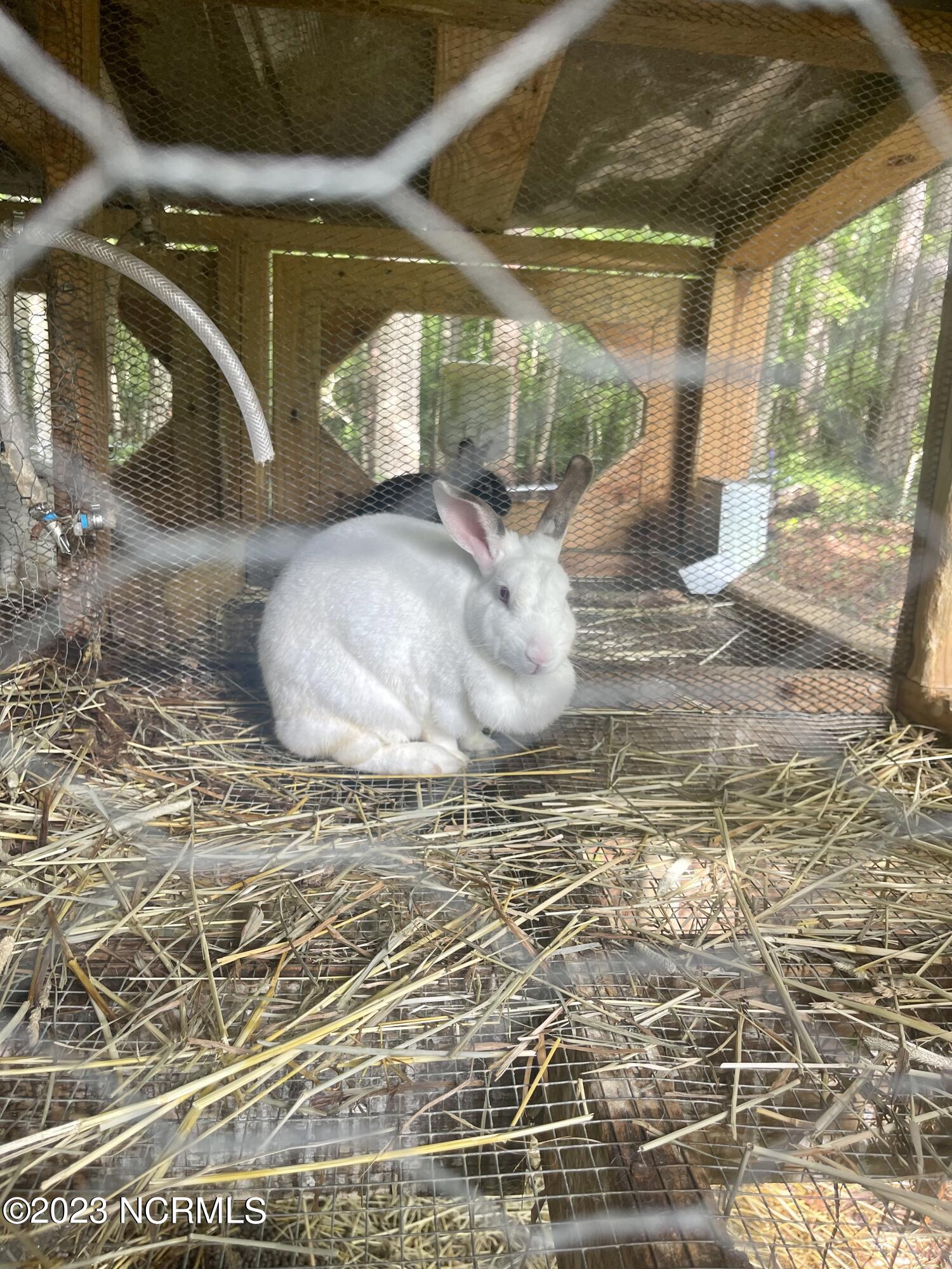792 Roberts Road Newport, NC 28570 - Photo 26 of 52 Free rabbits to new buyers !