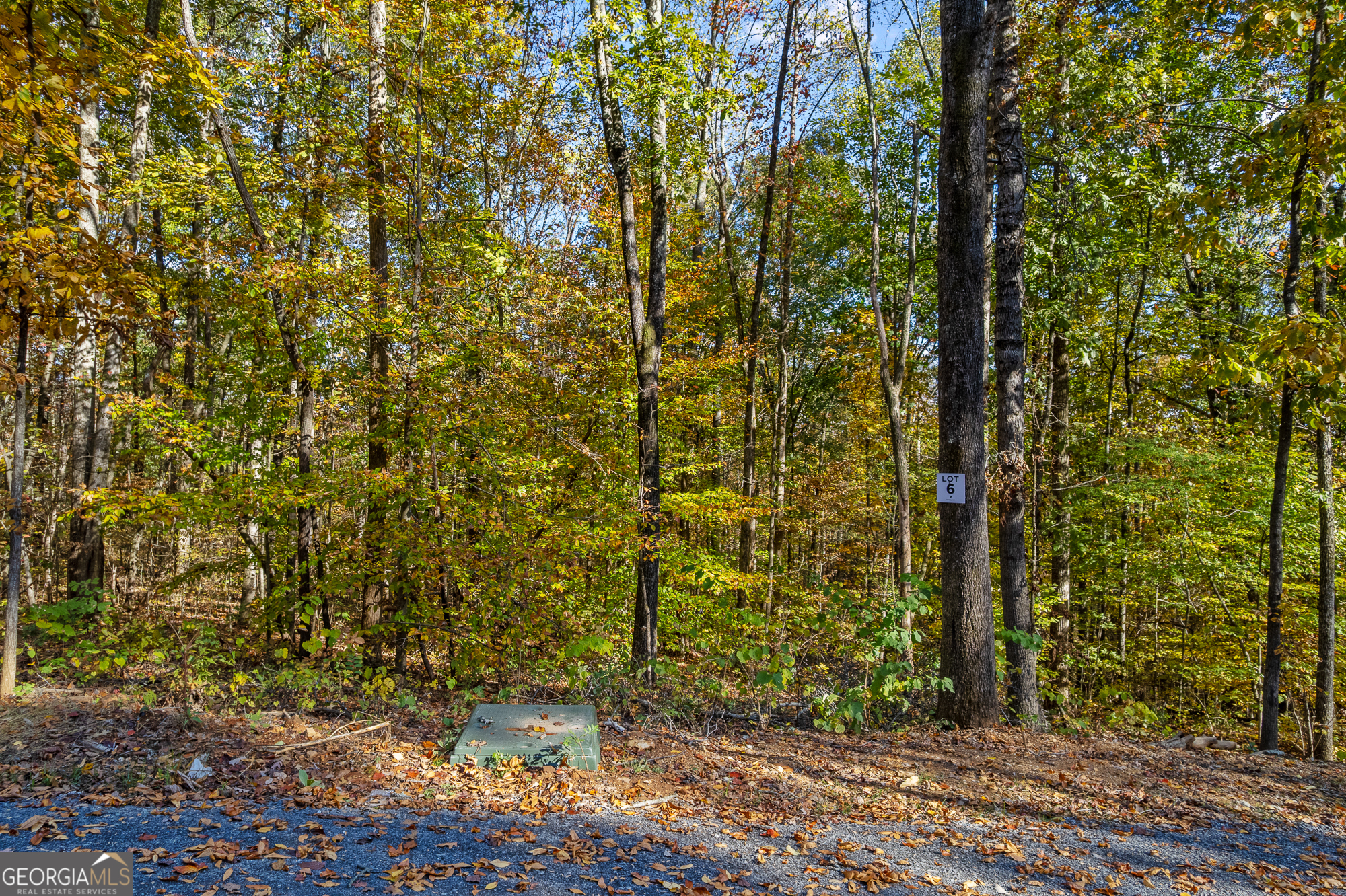 300 County Road 29 Riceville, TN 37370 - Photo 22 of 28 a view of a yard with plants and trees