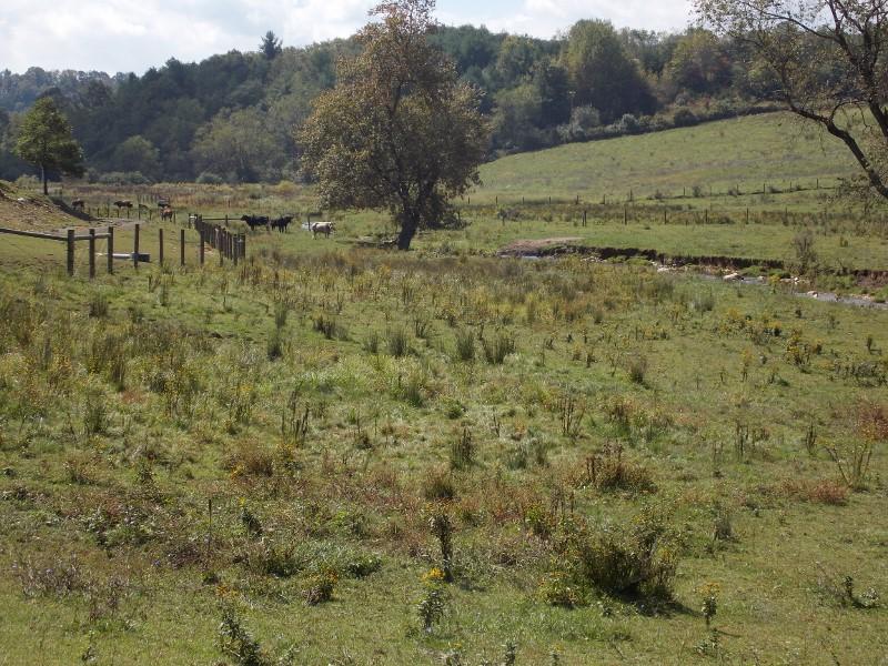 1612 Stonewall Road Northeast Check, VA 24072 - Photo 32 of 43 a view of a field with a tree