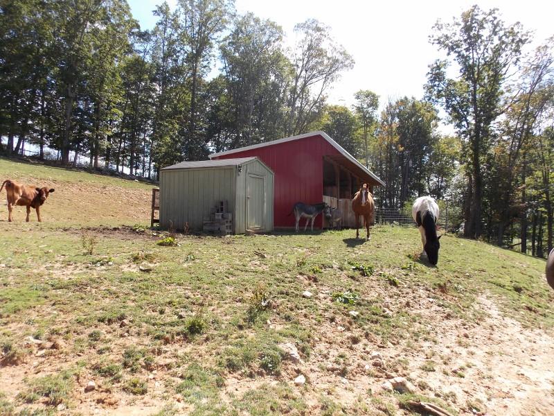 1612 Stonewall Road Northeast Check, VA 24072 - Photo 35 of 43 a house is sitting in middle of the forest