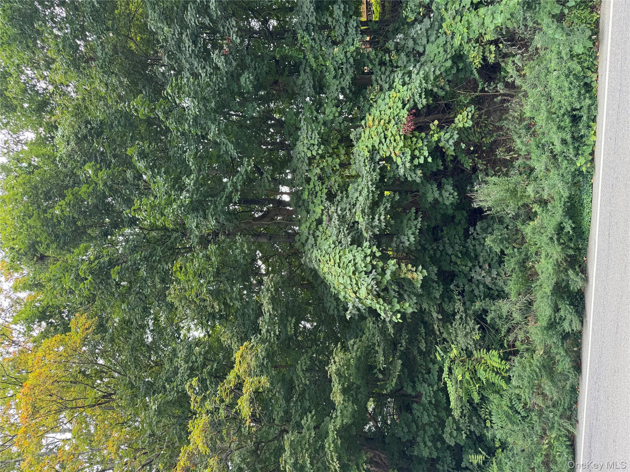 a view of a lush green forest