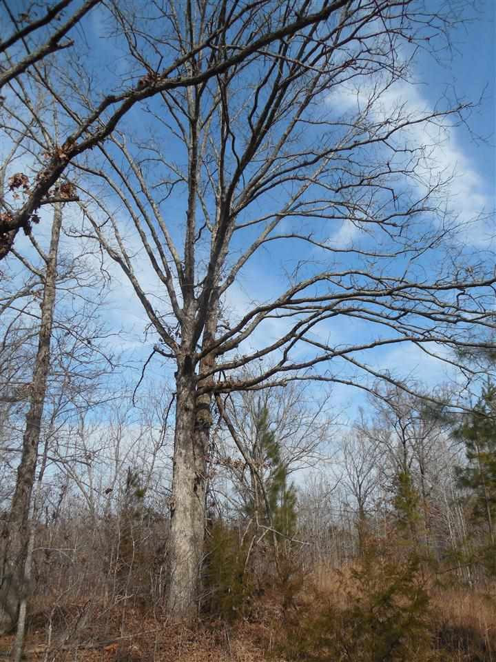 0 Brownlee Road Potts Camp, MS 38659 - Photo 8 of 26 Photo 8