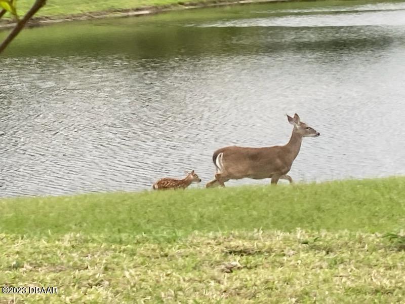 1323 Bangor Drive Ormond Beach, FL 32174 - Photo 43 of 47 IMG_0173