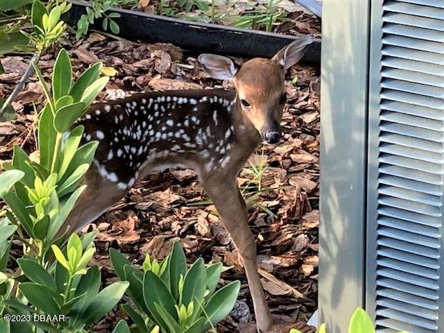 1323 Bangor Drive Ormond Beach, FL 32174 - Photo 47 of 47 IMG_05712