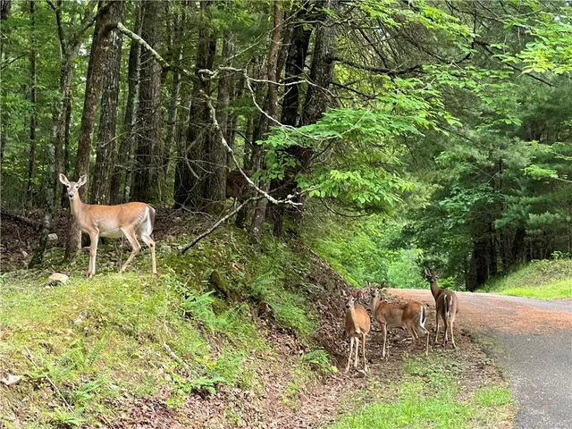 a view of a swimming pool and trees in the background