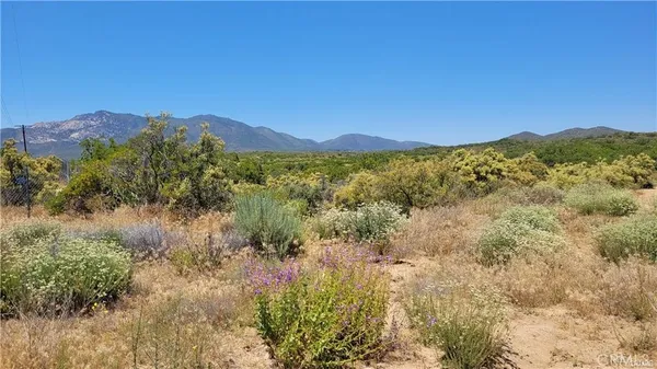 a view of a lush green forest with mountains in the background